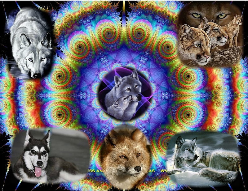 Animal Spiral, cougars, abstract, fantasy, puppies, foxes, nature, wolves, cats, animals, dogs, fire works, HD wallpaper