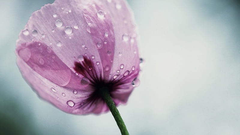 Drops on tulip, wet, macro, flower, drops, rain, wayer, tulip, HD wallpaper