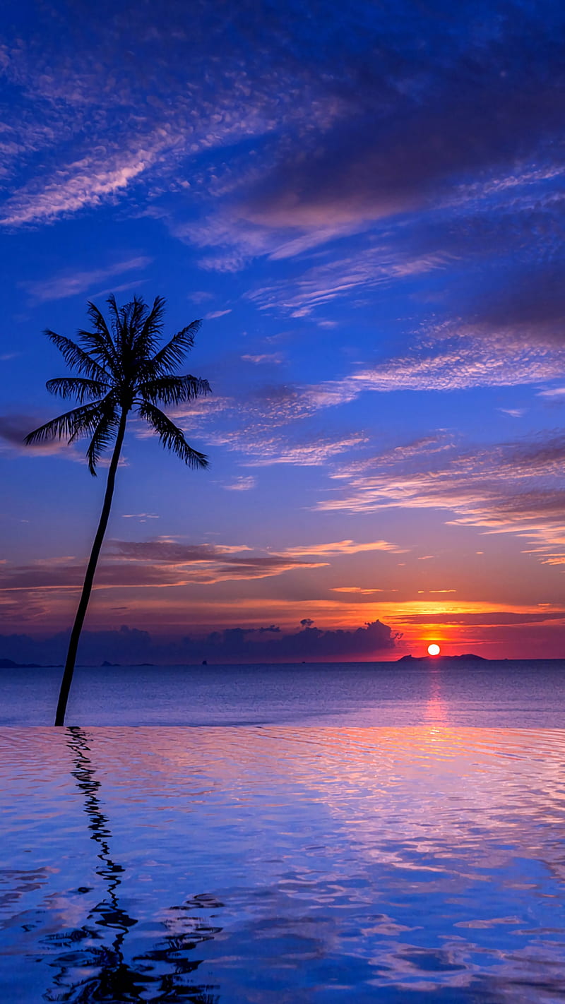 Tropical sunset, beach, blue, nature, night, palm, sea, tree, water, HD phone wallpaper