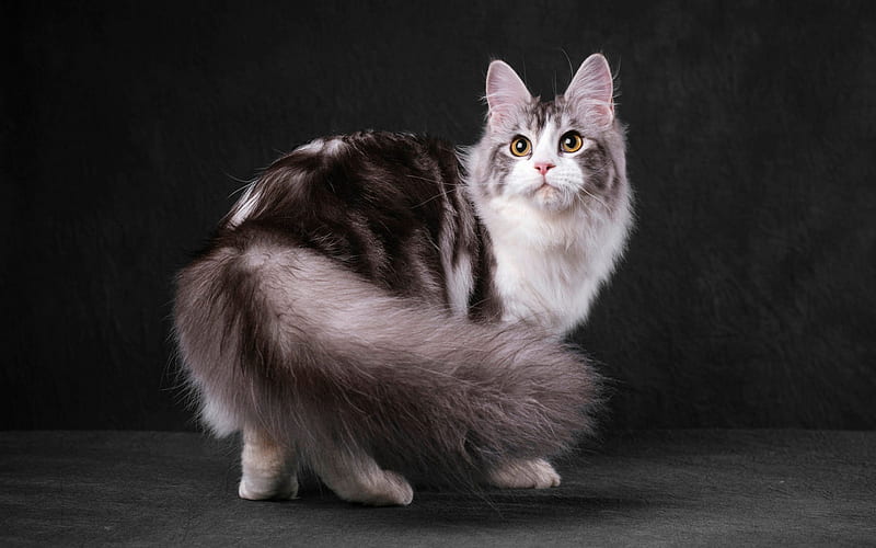 gray fluffy cat, Maine Coon, long fluffy tail, cute animals, cat, HD wallpaper