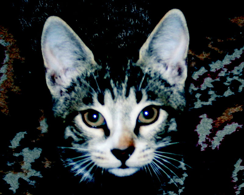 Her name is Piu, tbilisi, caucasus, piu, color burn effect, kitten, georgia, HD wallpaper