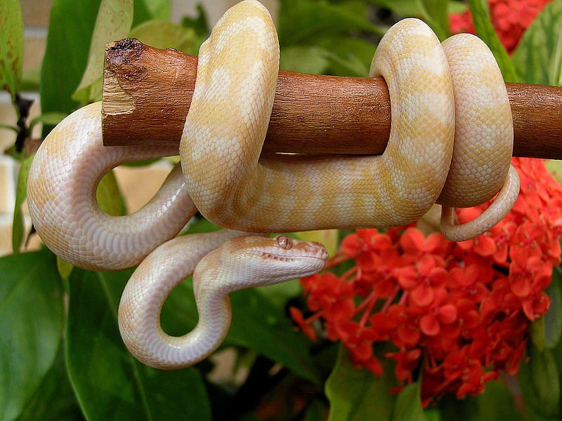 Albino Darwin python, python, branch, animal, darwin, leaves, flower, reptile, snake, albino, HD wallpaper