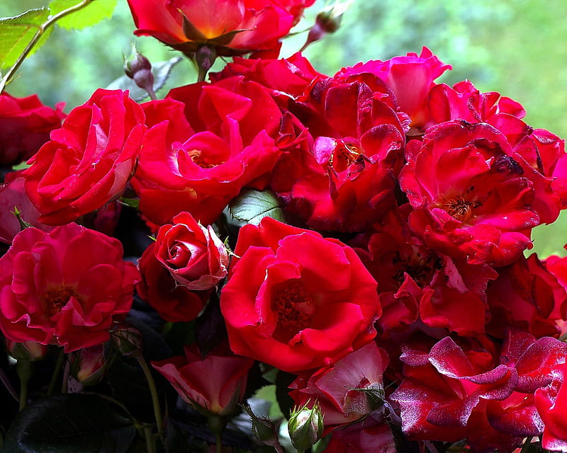 Fiori di Brosso, rosse, 1, i rose, d, cespuglio, HD wallpaper