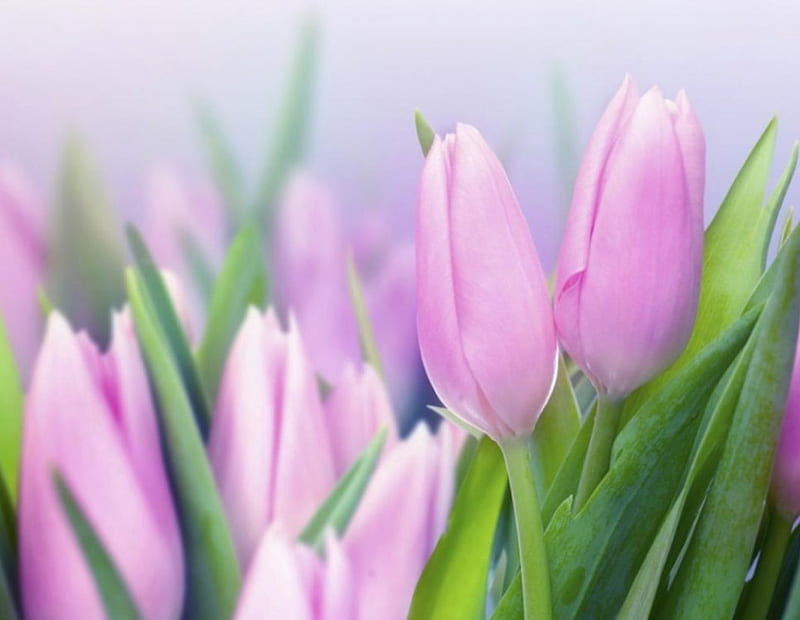 Tulips, flowers, soft, pink, HD wallpaper | Peakpx