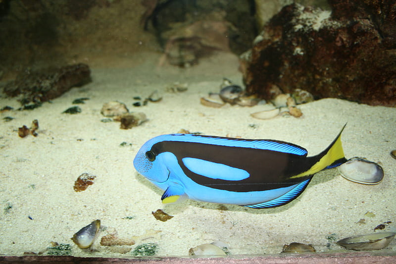 Coral Reefs Aquarium 5 with a blue fish , fish, aquarium, black, yellow, graphy, sand, white, coral reefs, blue, HD wallpaper