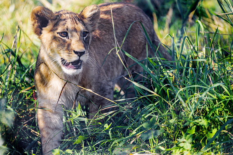 lion cub, cub, grass, predator, animal, HD wallpaper