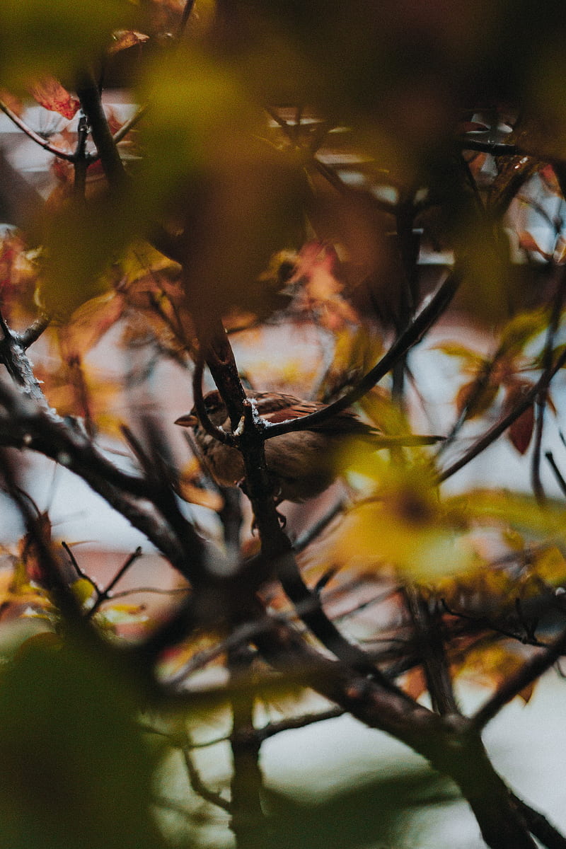 sparrow, bird, branches, tree, HD phone wallpaper
