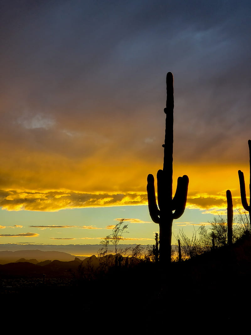 cacti, sunset, dusk, dark, nature, HD phone wallpaper