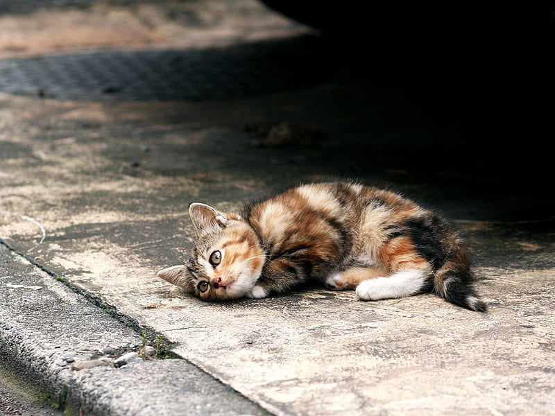 pretty kitty for me, pretty, kitty, brown white, resting, tiger, cat, street, HD wallpaper