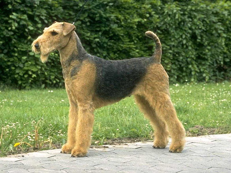 can a airedale terrier and a bulldog be friends