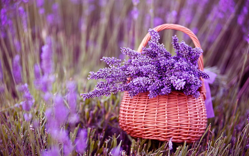 basket lavender-Plant, HD wallpaper