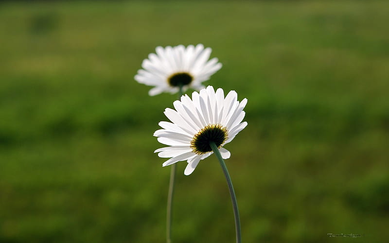 two white daisy, HD wallpaper