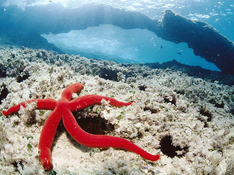 Underwater (for Jackii), red, underwater, mediterranean, life, starfish, under, sea, water, nature, HD wallpaper