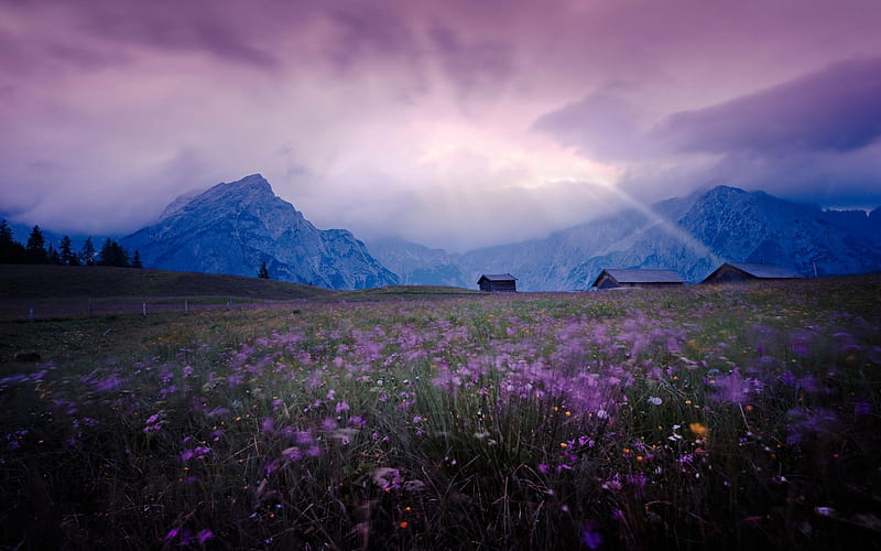 Cosmos Field in front of Mountain, mountain, house, natuyre, purple, flowers, cosmos, meadow, HD wallpaper