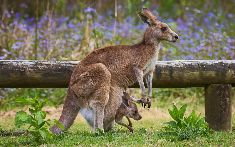 Kangaroos, Australia, mother, baby, animals, HD wallpaper