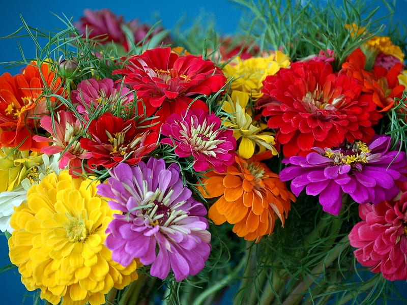Colorful Zinnias, zinnias, colorful, bright, flowers, nature, HD wallpaper