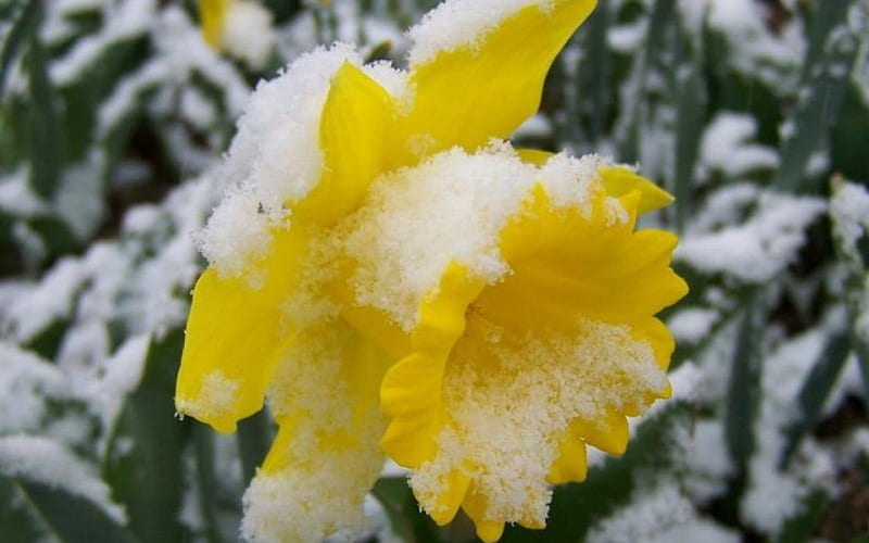 daffodil under a snow, snow, flowers, daffodil, garden, spring, HD wallpaper