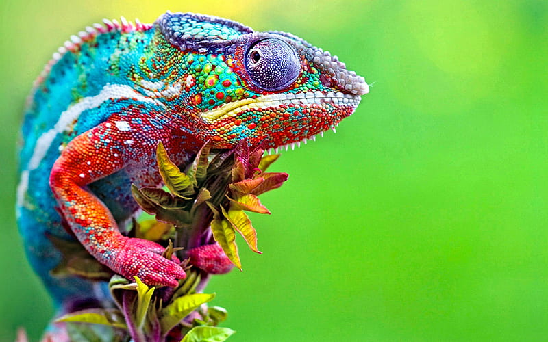 chameleon, wildlife, lizards, close-up, blur, Chamaeleonidae, HD wallpaper
