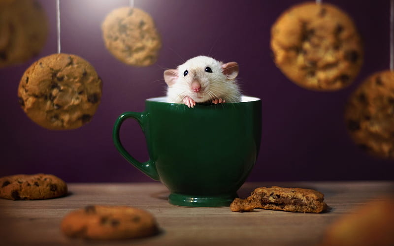Hamster, cup, pets, cute animals, HD wallpaper