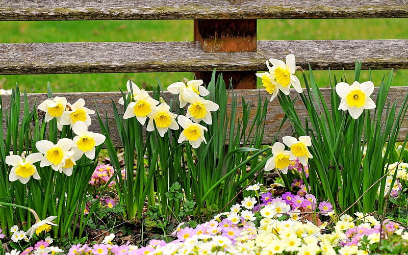 daffodils primroses flowers-Plants, HD wallpaper