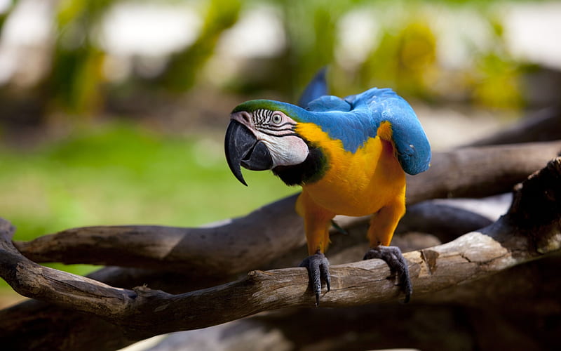 parrot color beak wings-Animal, HD wallpaper