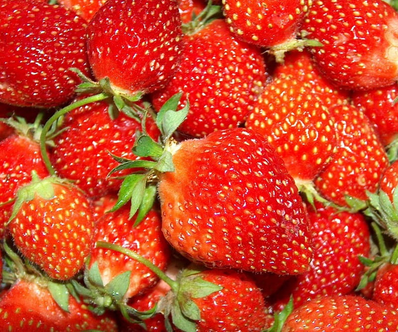 Strawberries, Fruit, Garden, Strawberry, HD wallpaper