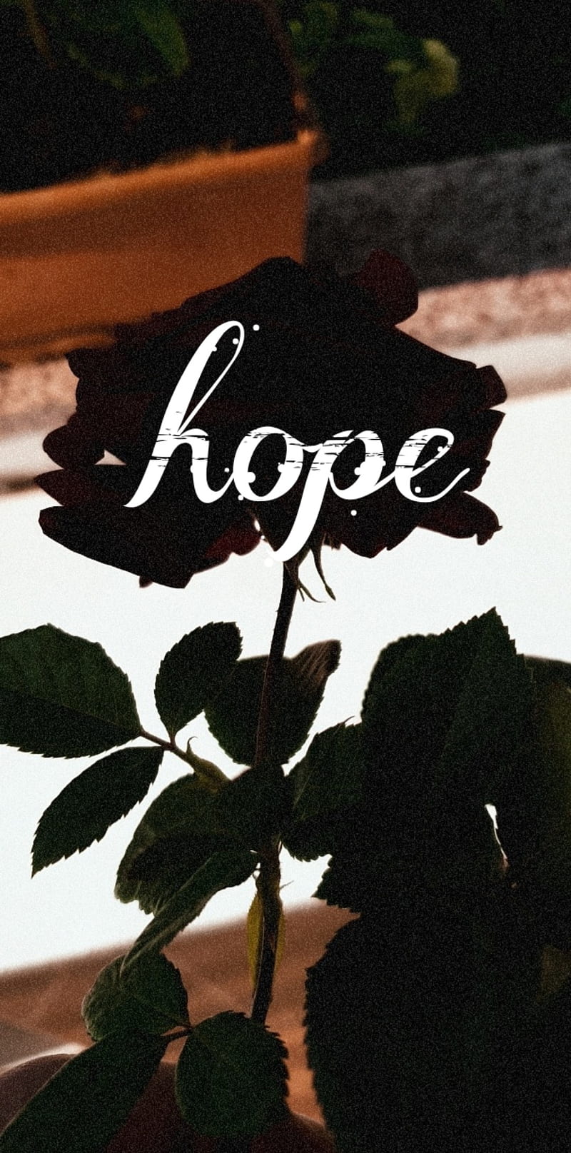 Hope, iphone, quote, rose, HD phone wallpaper | Peakpx