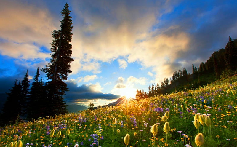 The Awakening, bonito, spring, trees, sky, clouds, Mount Rainier National Park, mountains, wildflowers, Washington State, nature, sunrise, sunshine, field, HD wallpaper
