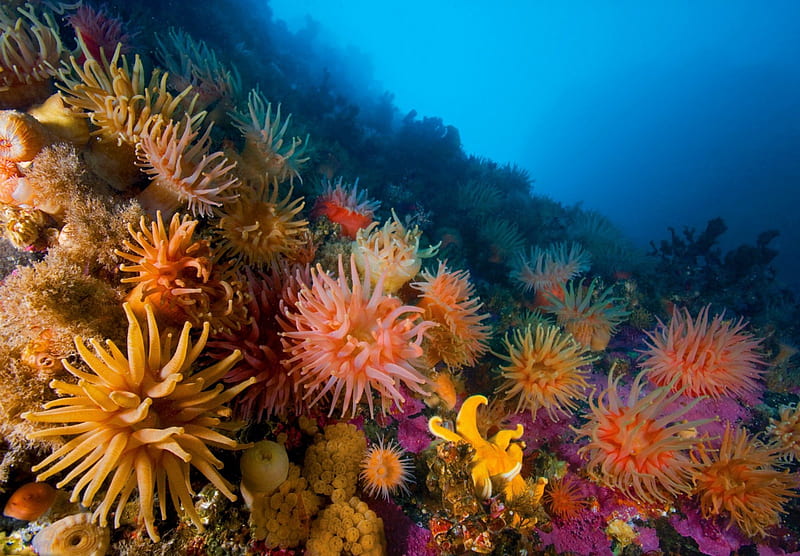 ANEMONAS & CORAIS MOLES, anemonas, nature, corais, oceano, sea, colorido, HD wallpaper