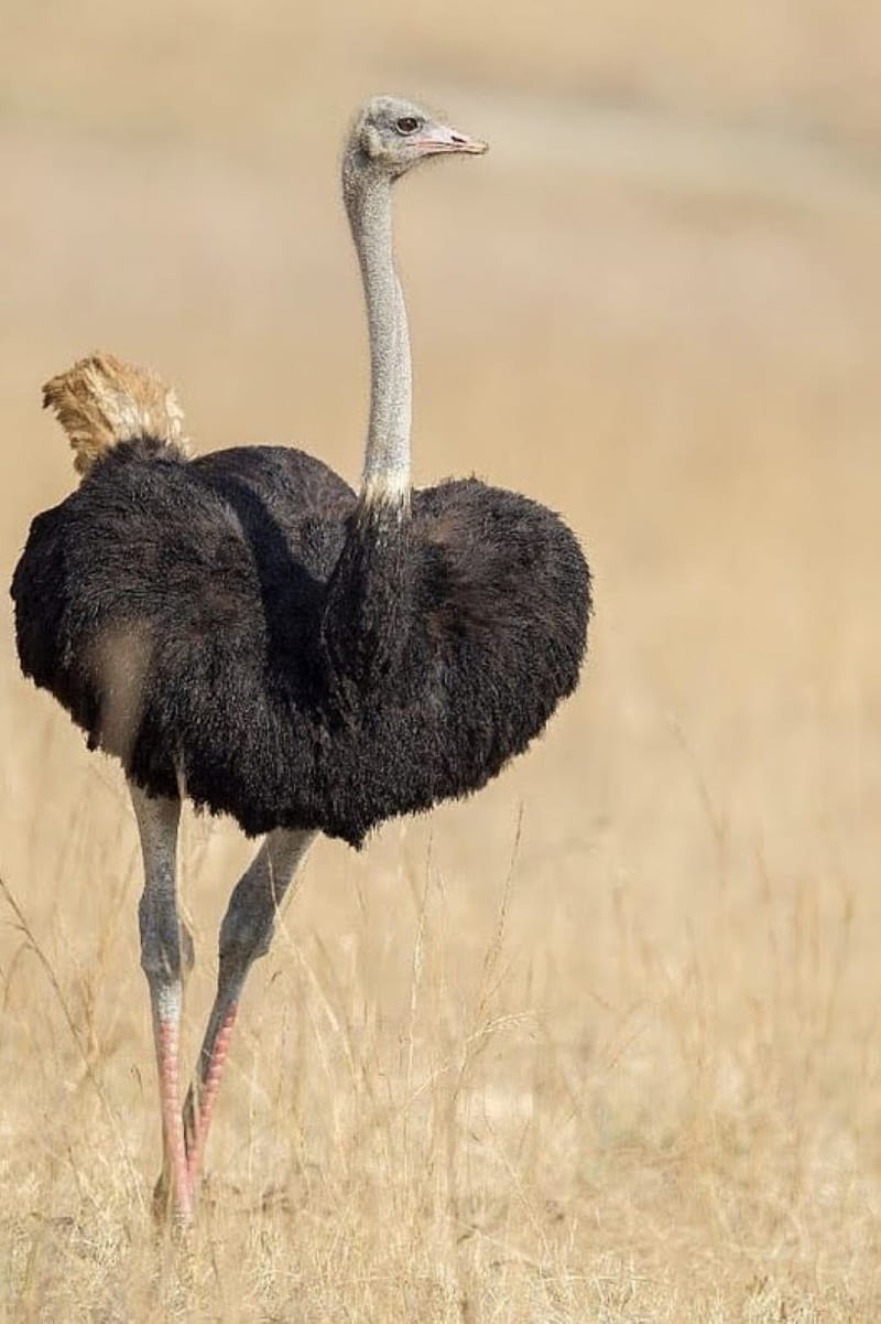 ostrich, bird, safari, HD phone wallpaper