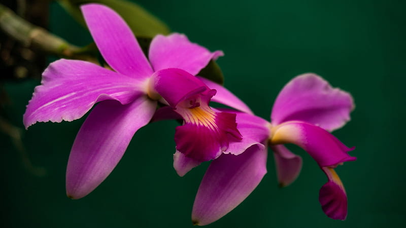 Cattleya Violacea Orchids, romance, bonito, floral, graphy, Orchid, love, wide screen, flower, beauty, HD wallpaper