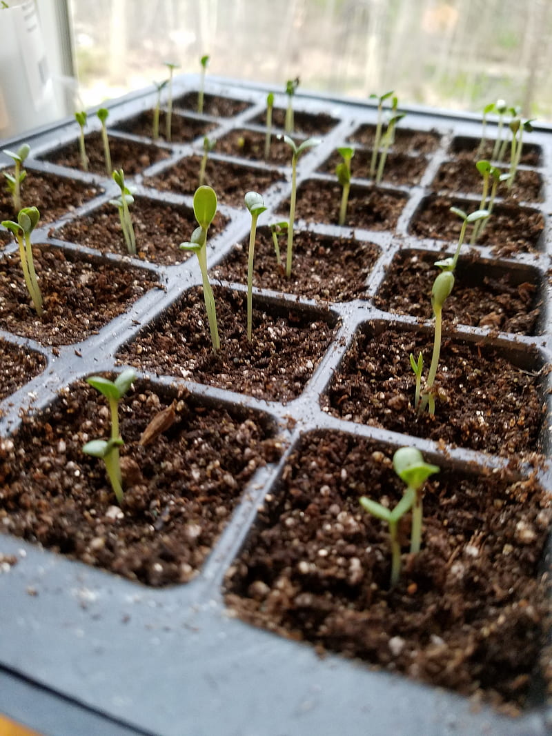 Seedlings , growing, plants, seeds, spring, HD phone wallpaper