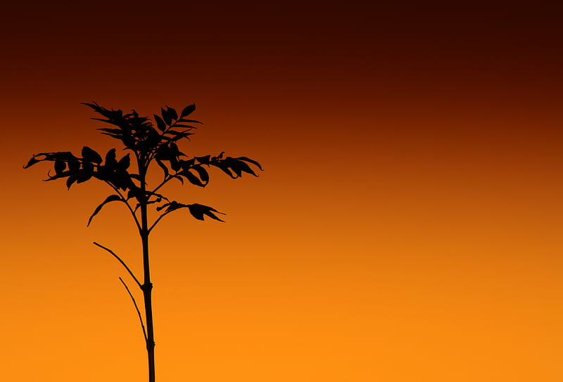 plant, silhouette, stem, orange, HD wallpaper