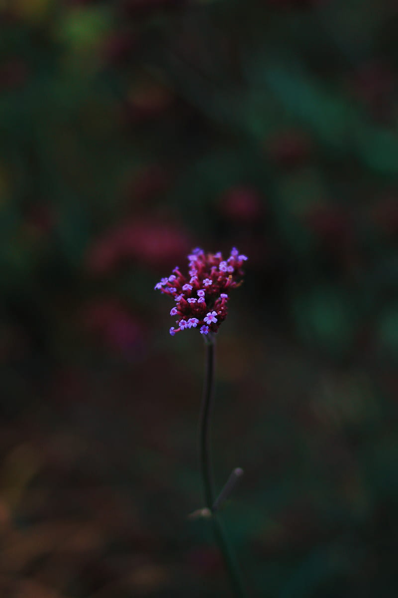 forest, leaves, depth of field, purple flower, HD phone wallpaper