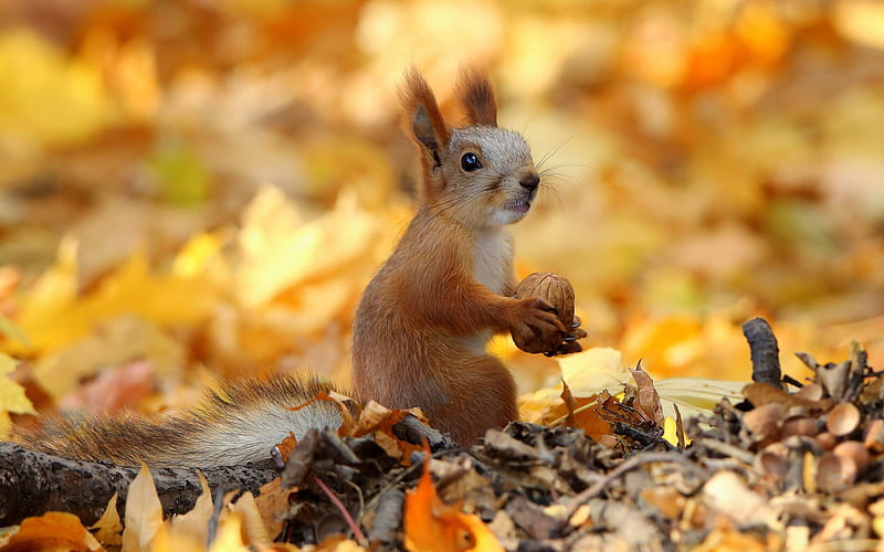 squirrel with walnut, autumn, bokeh, wildlife, funny animals, Sciuridae, squirrel, HD wallpaper