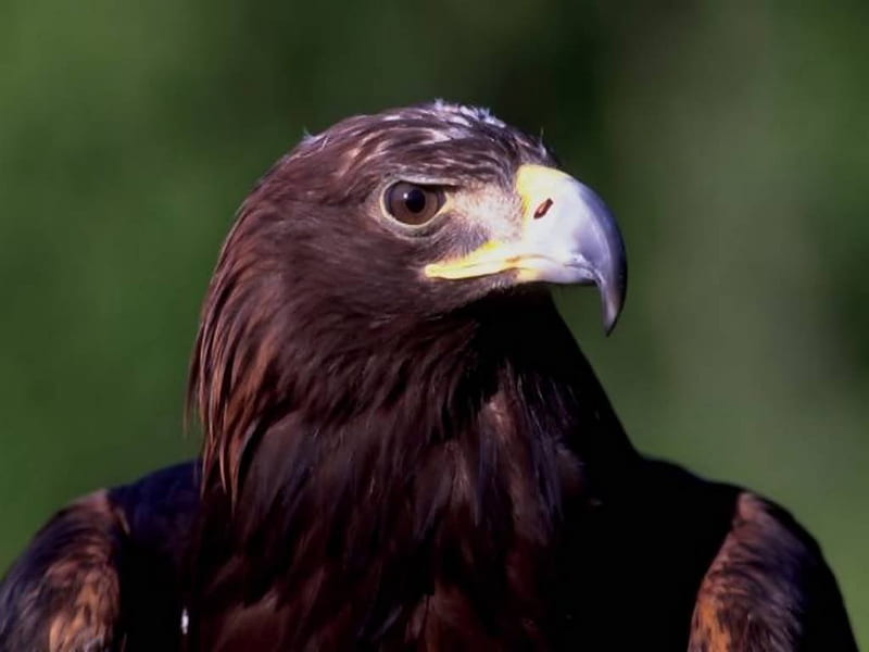 A Young Bald Eagle, eagle, sky, bird of prey, feathers, HD wallpaper