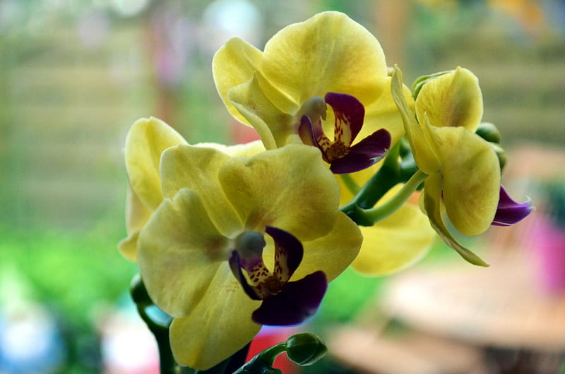 Orchid, exotic, plant, blossoms, yellow, petals, HD wallpaper