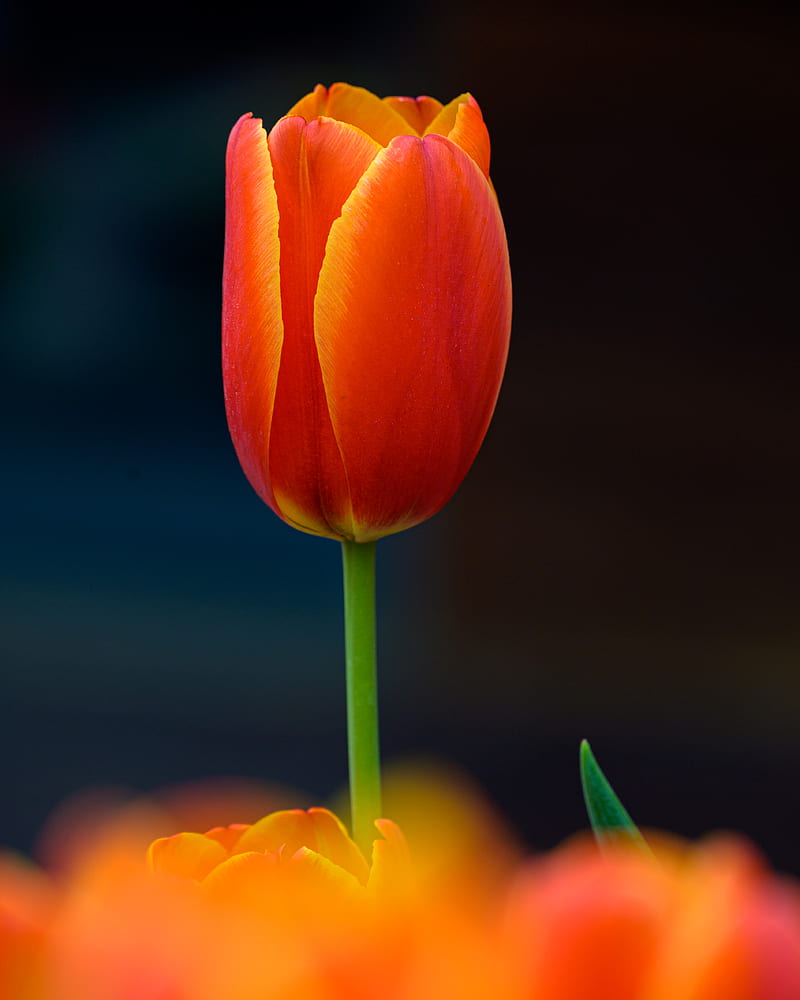 Tulip, flower, petals, plant, red, HD phone wallpaper | Peakpx