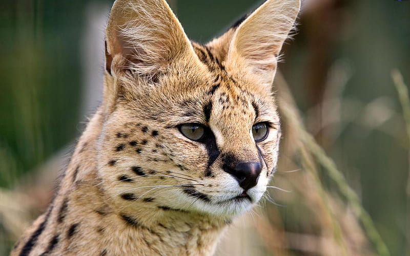 Young-Male-African-Serval, male, big cat, ears, eyes, wild cat, animal, HD wallpaper