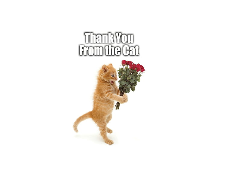 Thank you from the cat!, orange, ginger, cat, sweet, card, cute, thank you,  bouquet, HD wallpaper | Peakpx