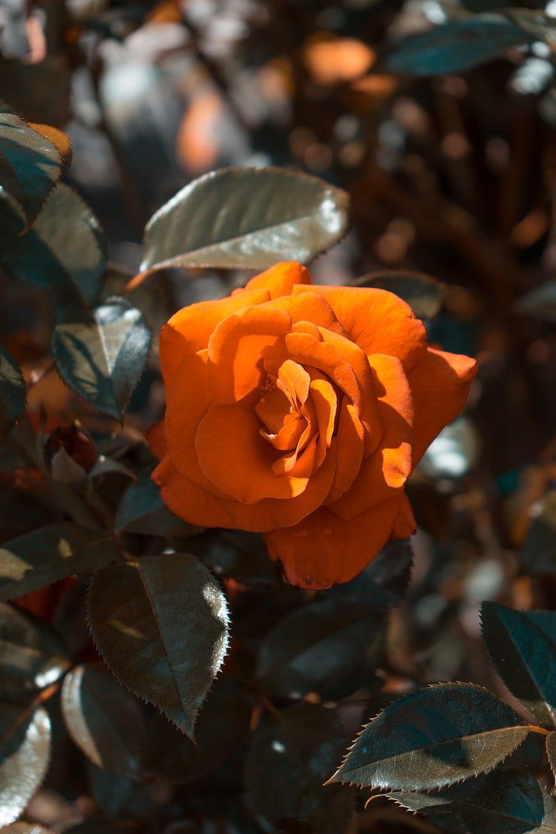 orange rose flower bloom close-up graphy, HD phone wallpaper