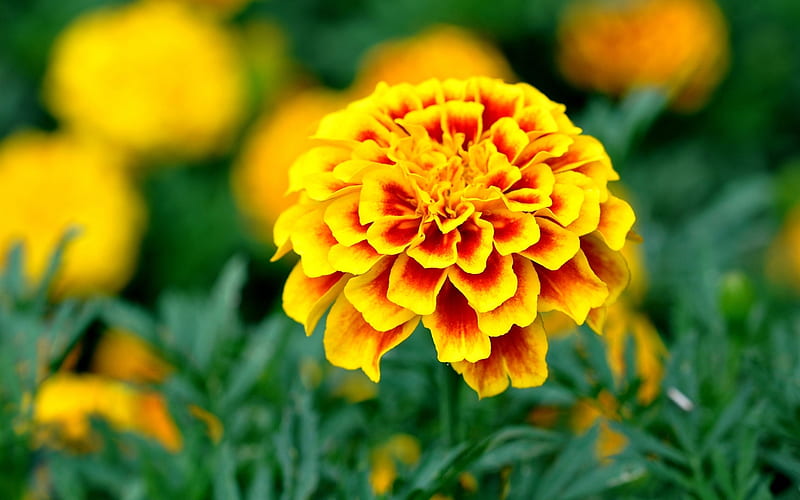 MARIGOLDS, COLORS, LEAVES, STEMS, PETALS, HD wallpaper