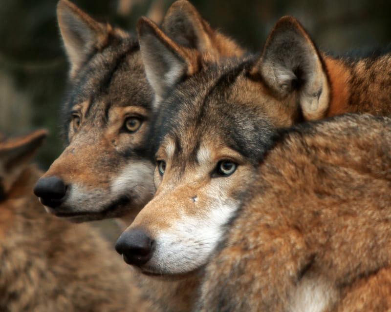 Two Wolves, animal, carnivore, pack, wild, wolf, HD wallpaper