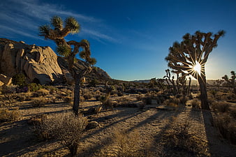 Download Joshua Tree National Park Ultra HD Wallpapers 8K Resolution  7680x4320 And 4K Resolution Wallpaper 