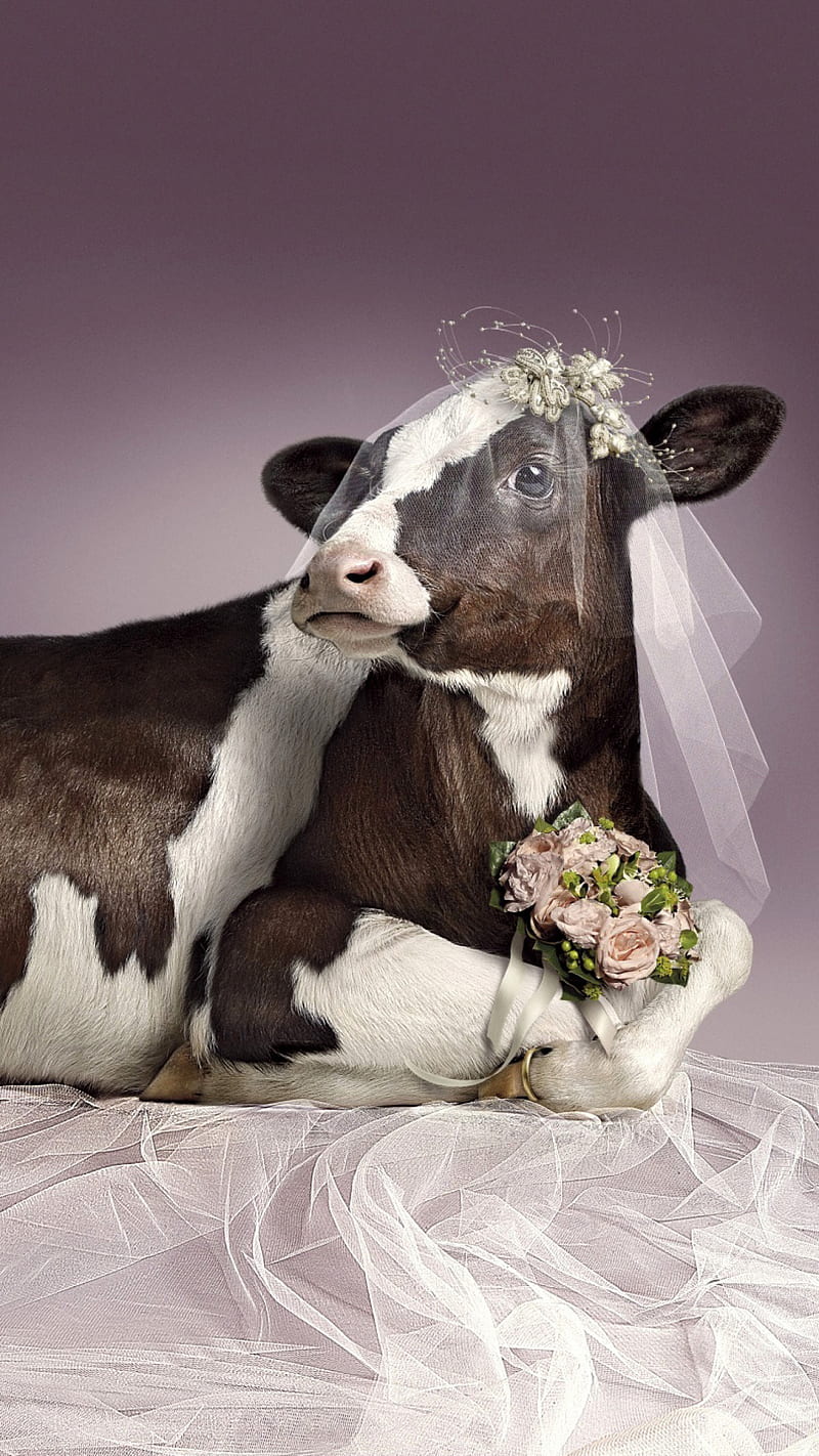 Bride, cow, HD phone wallpaper