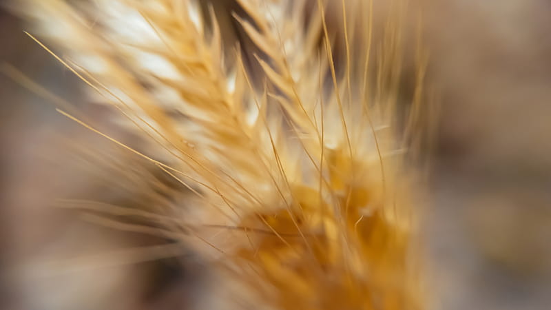 Macro Wheat , macro, flowers, wheat, HD wallpaper