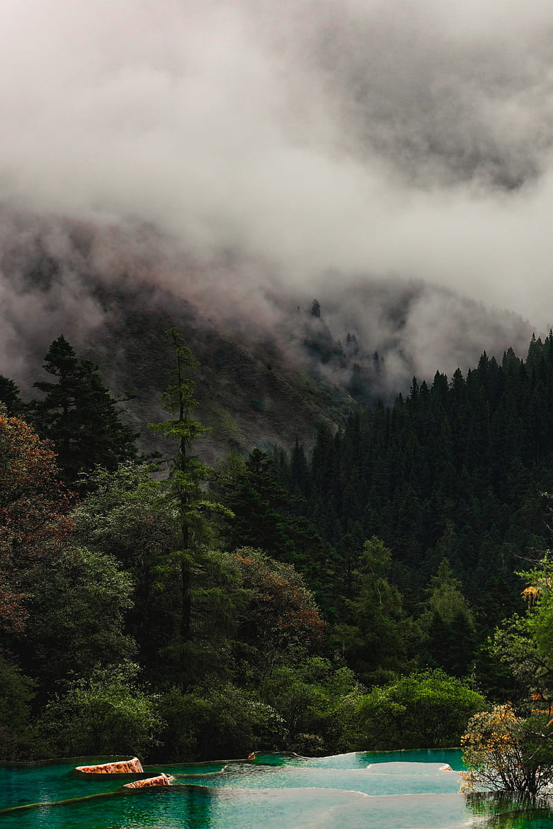 trees, lake, forest, fog, HD phone wallpaper