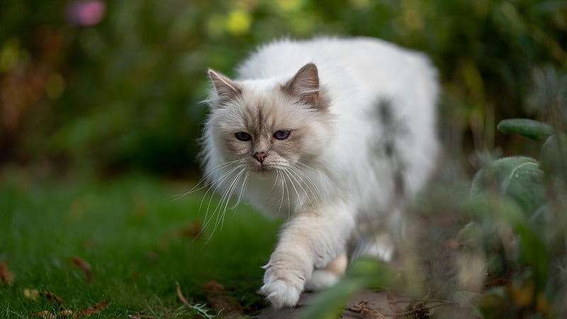 White Cat Is Walking On Stone Pavement In Blur Green Background Cat, HD wallpaper