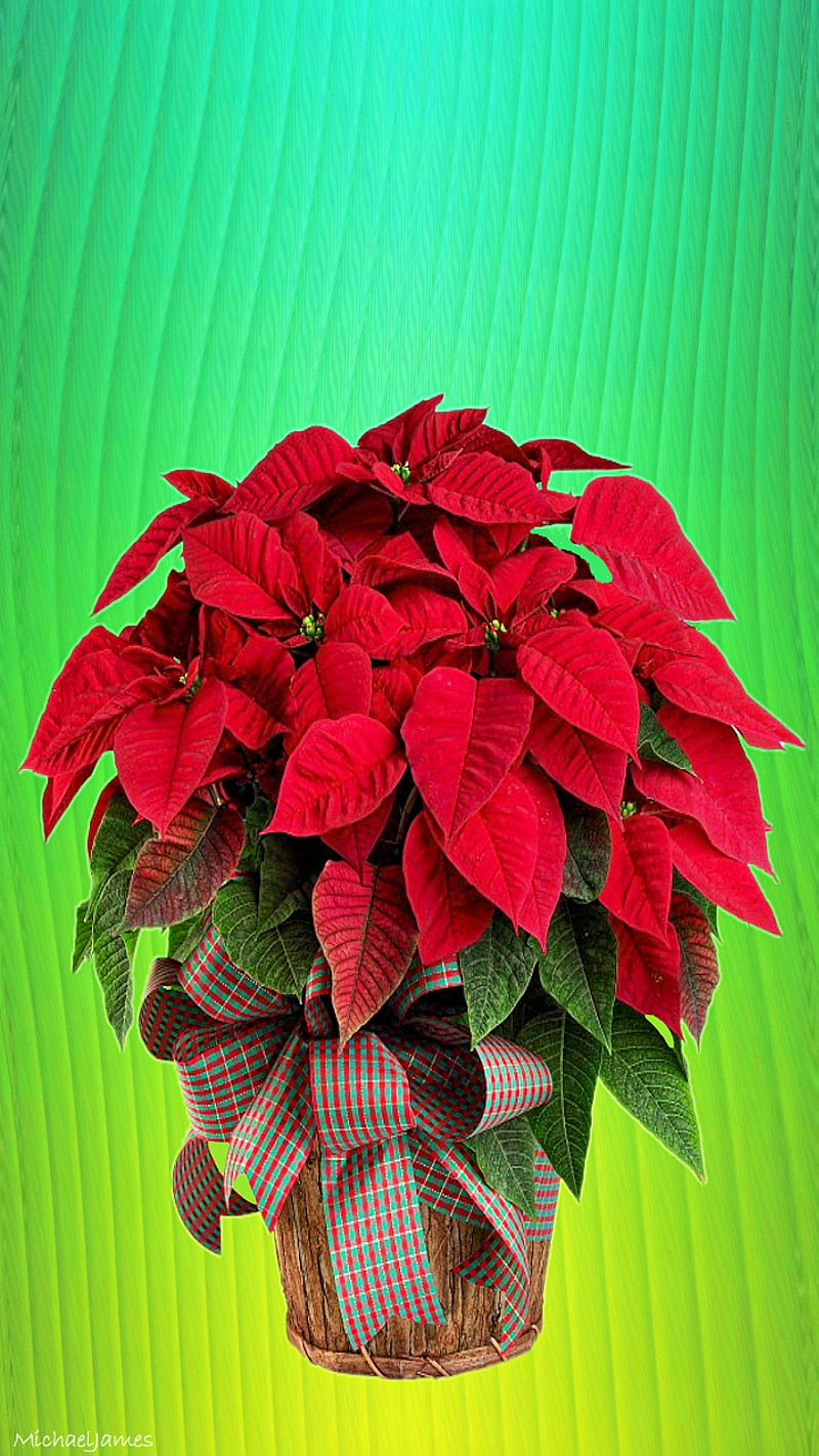 Poinsettia, bouquet, christmas, flowers, plant, red, HD phone wallpaper