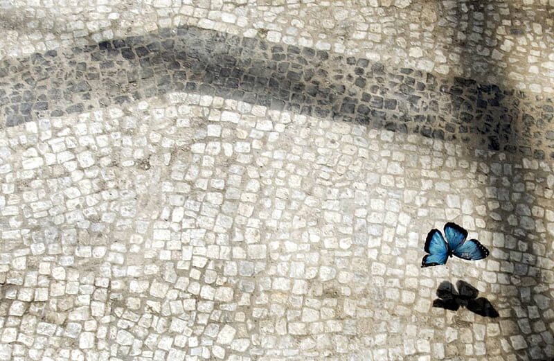 bluemorpho butterfly, morpho, butterfly, blue, animals, HD wallpaper